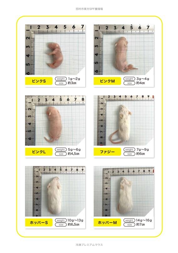 楽天市場】邑楽ファーム 冷凍プレミアムマウス ピンクL 5g~6g 約4.5cm