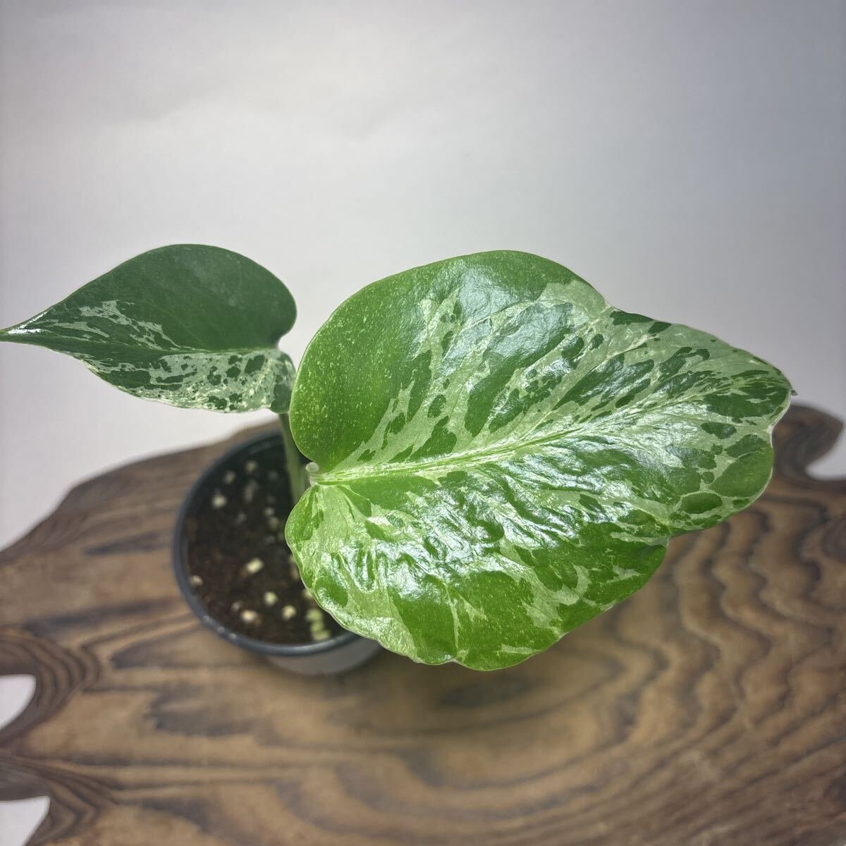 Yahoo!オークション -「モンステラ バルバソー」の落札相場・落札価格