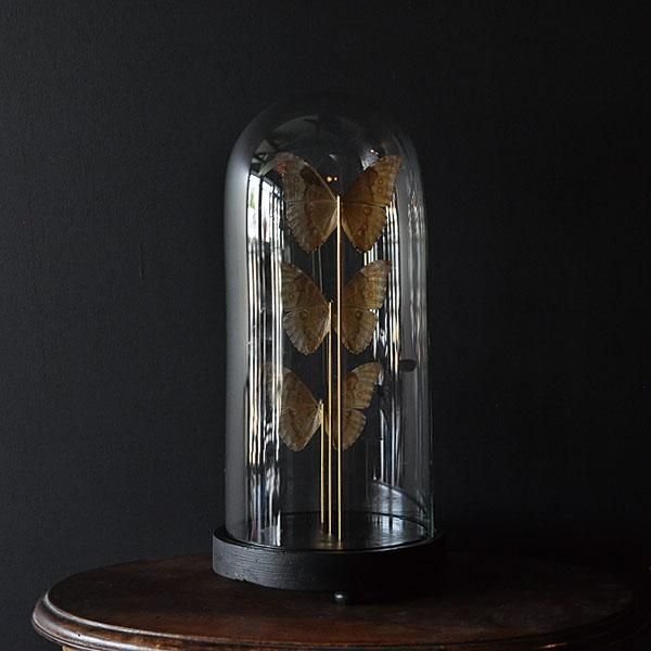 ガラスドームモルフォチョウ 標本/フランスアンティーク雑貨・家具の