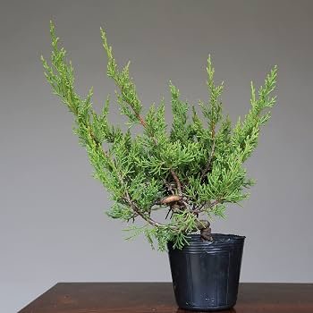 Amazon.co.jp: 糸魚川真柏 盆栽 素材・苗木 【泰寿園 Online】 : DIY