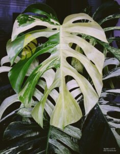 モンステラデリシオーサ ボルシギアナ ミント( Monstera deliciosa var
