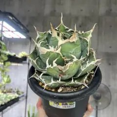 2026年最新】アガベ 白鯨 大株の人気アイテム - メルカリ