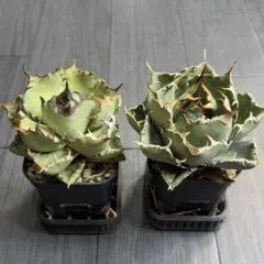 2026年最新】アガベ 白鯨 ボールの人気アイテム - メルカリ